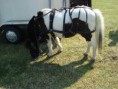 /album/menrit-04-06-2011/a1324395193-5-cf5j-jpg/