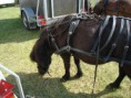 /album/menrit-04-06-2011/a1324395229-5-jnjl-jpg/