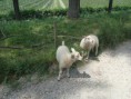 /album/menrit-04-06-2011/a1324395652-5-sdez-jpg/